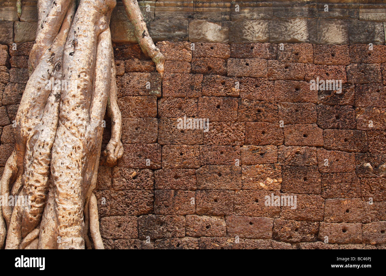 Des racines d'arbre qui poussent vers le bas mur de 'Ta Prohm temple des ruines, Angkor, Cambodge Banque D'Images