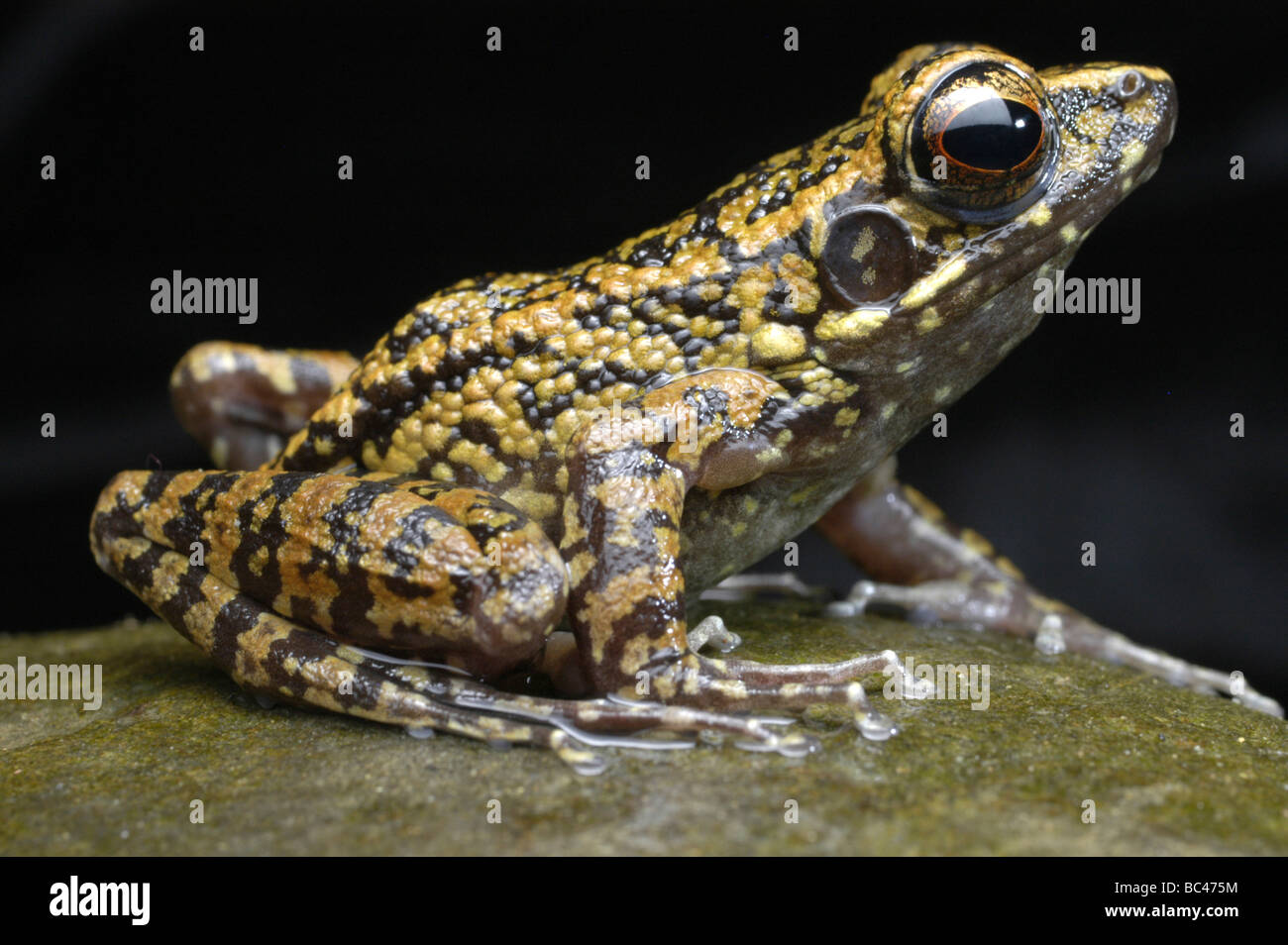 Spotted Frog, Rana picturata Flux Banque D'Images