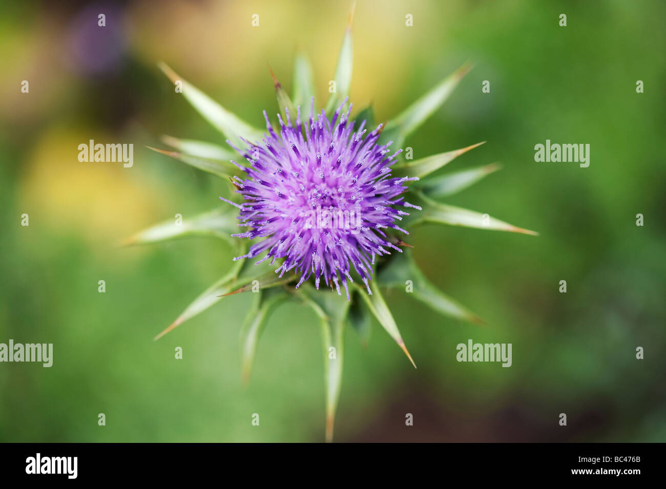 Silybum Marianum, chardon de lait, à Ryton organic center, Warwickshire, Angleterre Banque D'Images