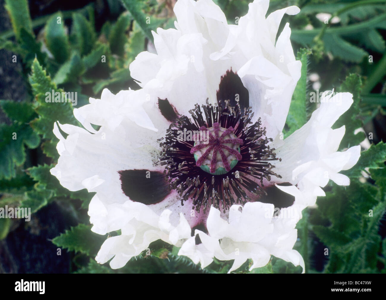 Papaver orientale 'White Ruffles' plante de jardin coquelicots pavot fleur fleurs blanc Banque D'Images
