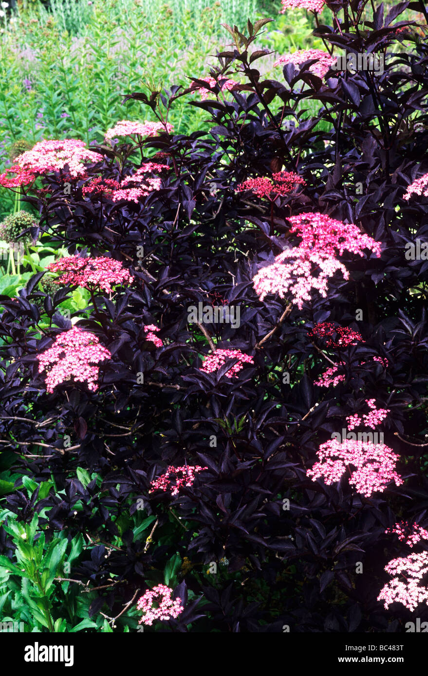 Sambucus nigra 'Black Beauty' plante jardin fleur fleurs rose foncé noir feuille feuilles feuillage Banque D'Images