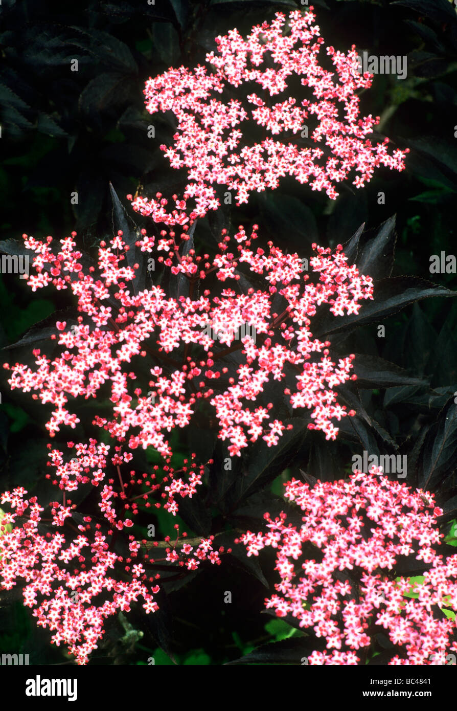Sambucus nigra 'Black Beauty' plante jardin fleur fleurs rose foncé noir feuille feuilles feuillage Banque D'Images