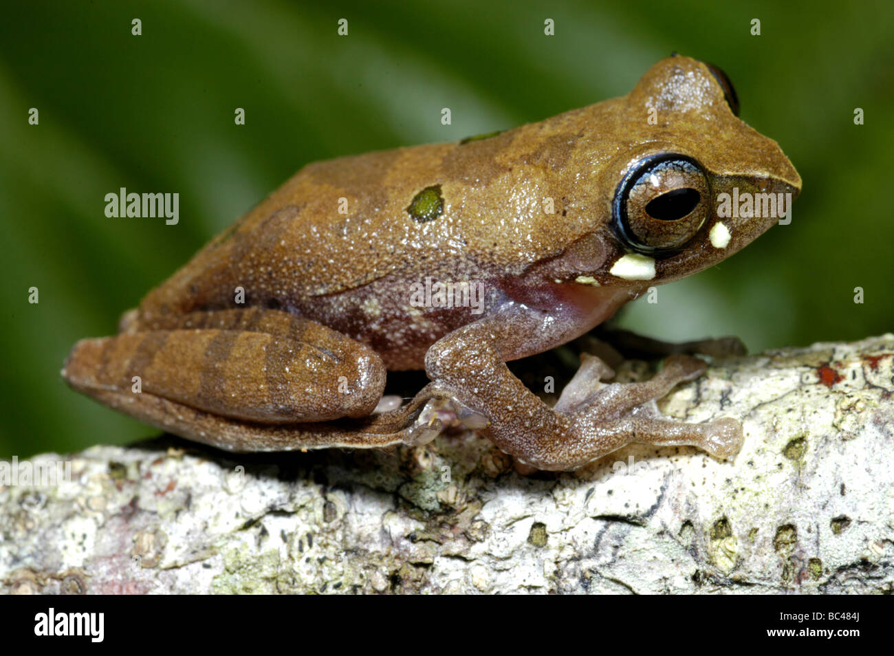 Rainette masqués, Rhacophorus angulirostris Banque D'Images