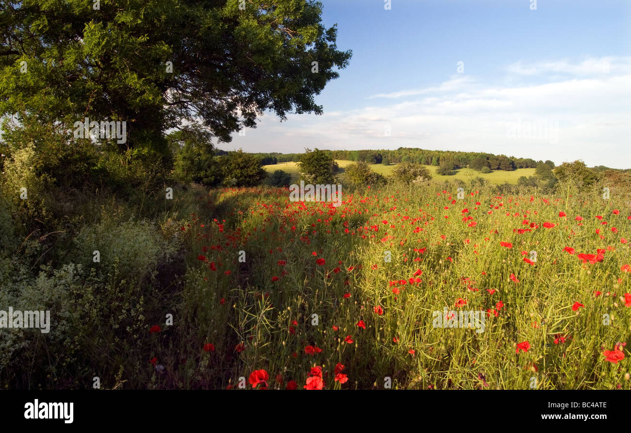 Champ de pavot Cotswold Banque D'Images