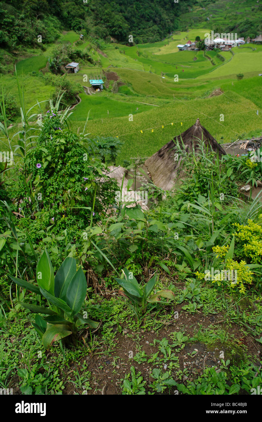 Village de Batad et rizières en terrasses, près de Banaue, Ifugao, nord-Luzon, Philippines Banque D'Images