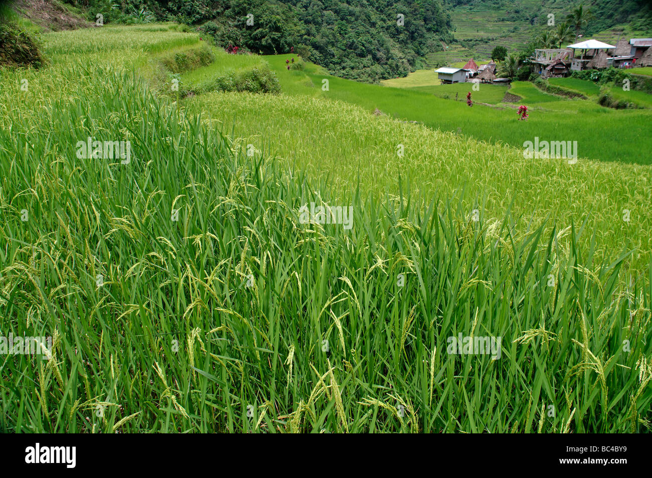 Village de Batad et rizières en terrasses, près de Banaue, Ifugao, nord-Luzon, Philippines Banque D'Images