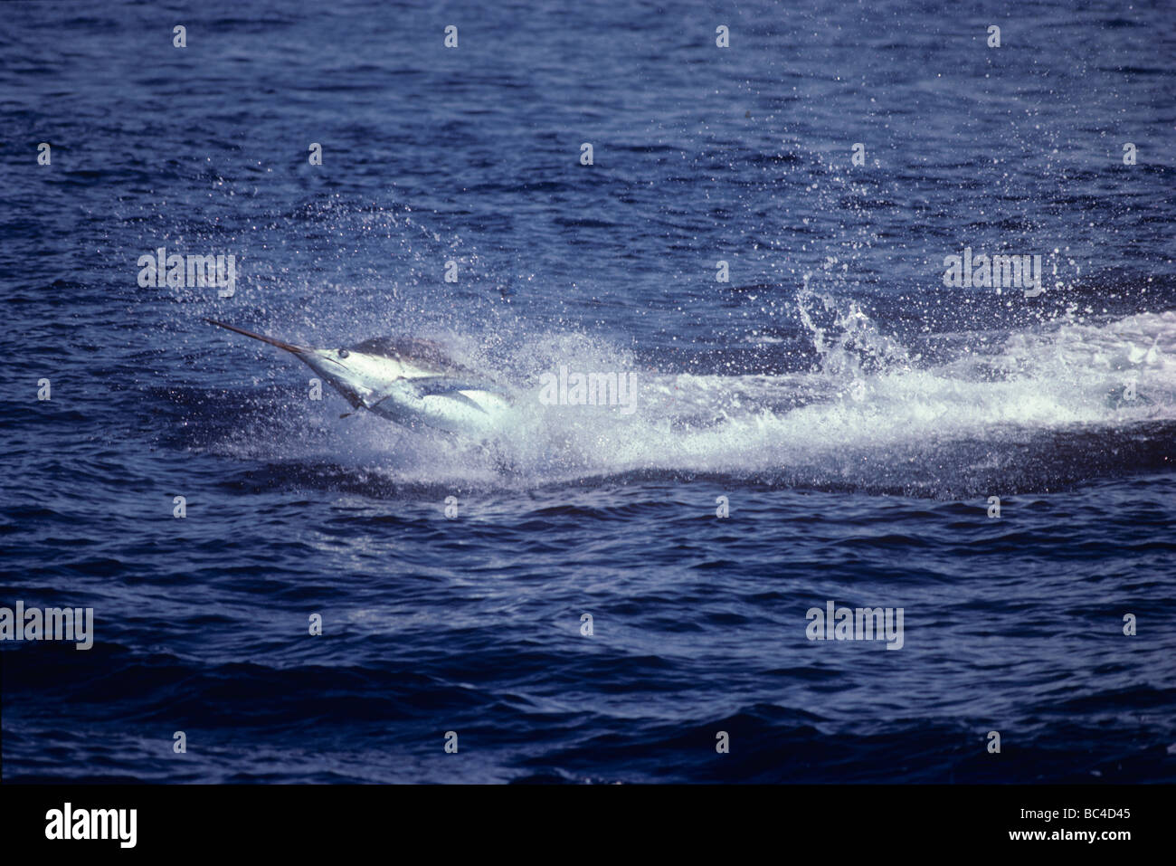 Blue Marlin de sauter tout en étant connecté au large de l'île de Faial Açores Banque D'Images