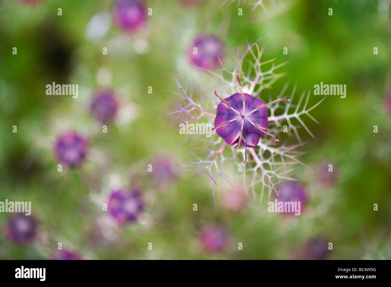 Nigella damascena. Love-dans-un-mist flower pattern des gousses Banque D'Images