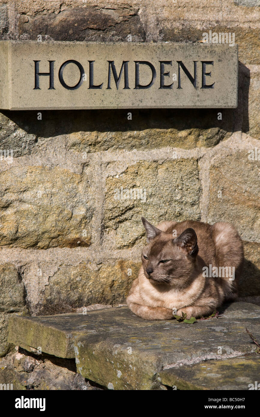 Couchage chat vale de edale plein été derbyshire peak district high peak national park Banque D'Images