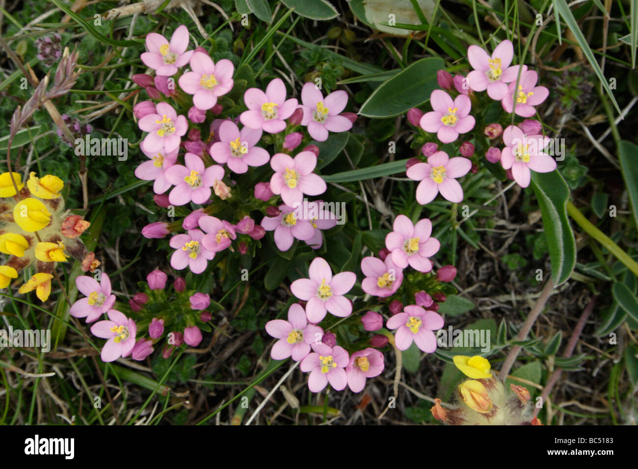 Centaurée commune Centaurium erythraea Gentianacées UK Banque D'Images
