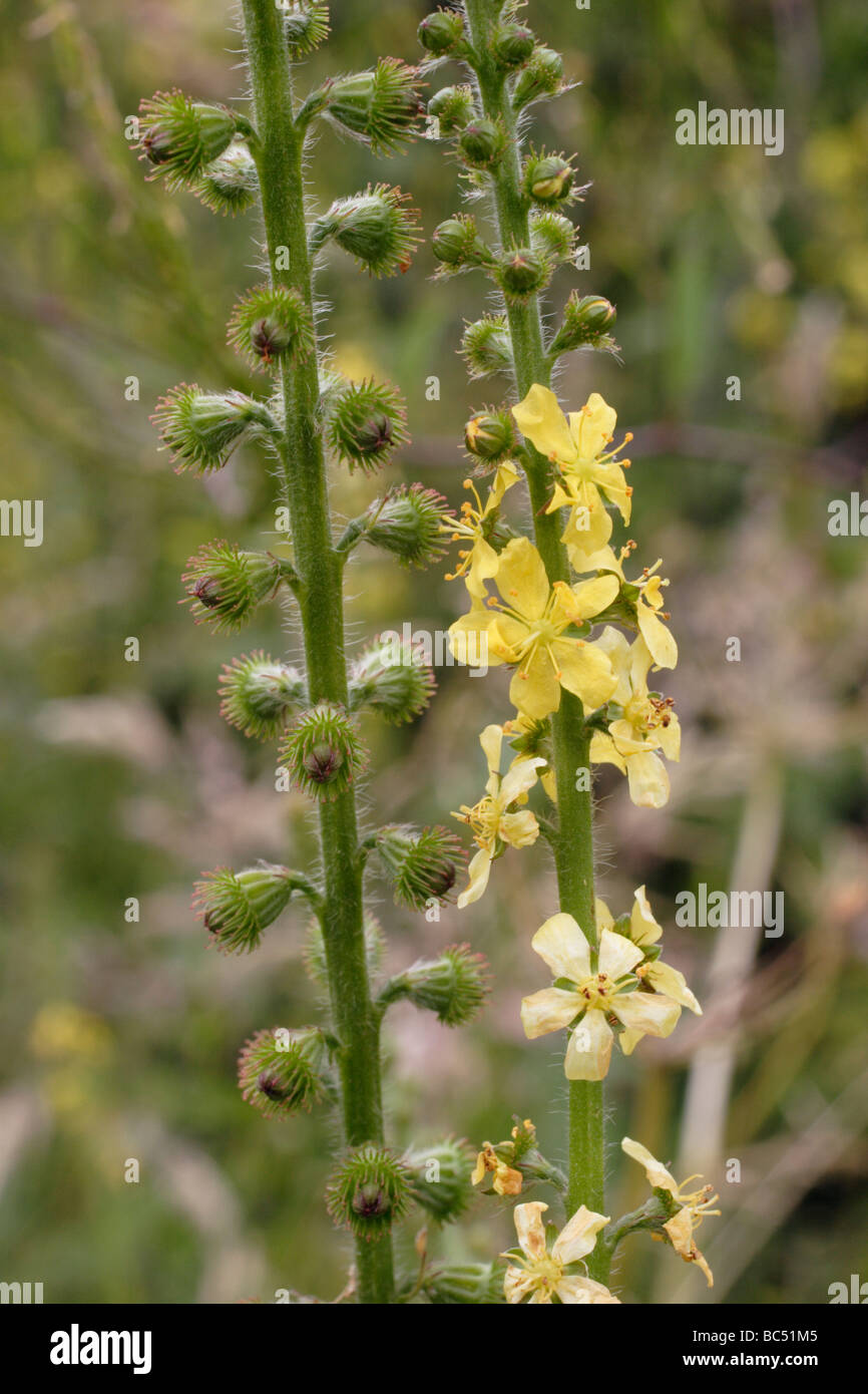 Aigremoine Agrimonia eupatoria Rosaceae UK Banque D'Images