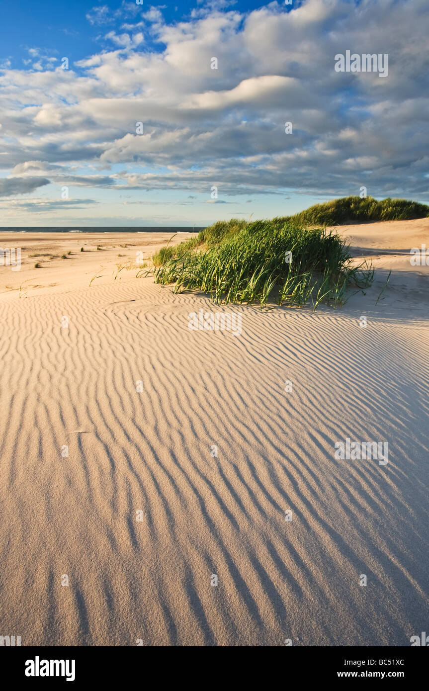 L'ombre d'ondulations qui plane à travers le sable de Budle Bay sur le songe d'une soirée, le Northumberland, Angleterre Banque D'Images