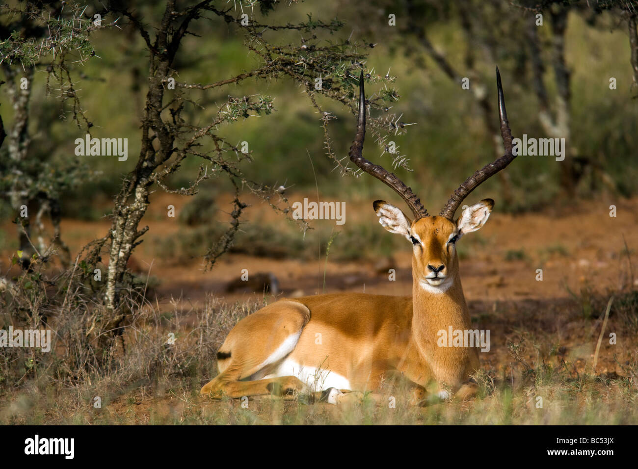 Impala - El Karama Réserve privée - District de Laikipia, Kenya Banque D'Images
