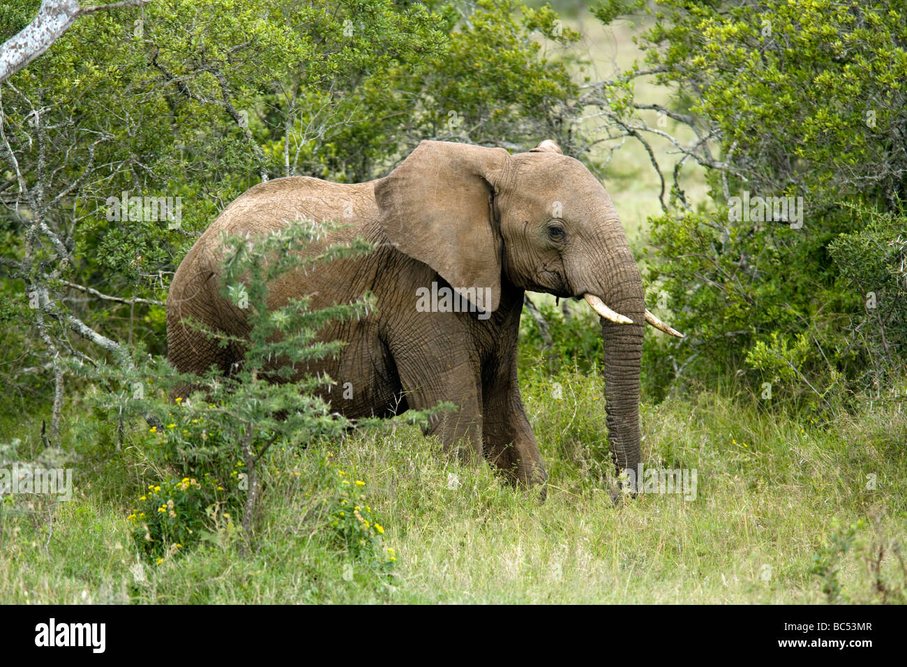 African Elephant - El Karama Réserve privée - District de Laikipia, Kenya Banque D'Images
