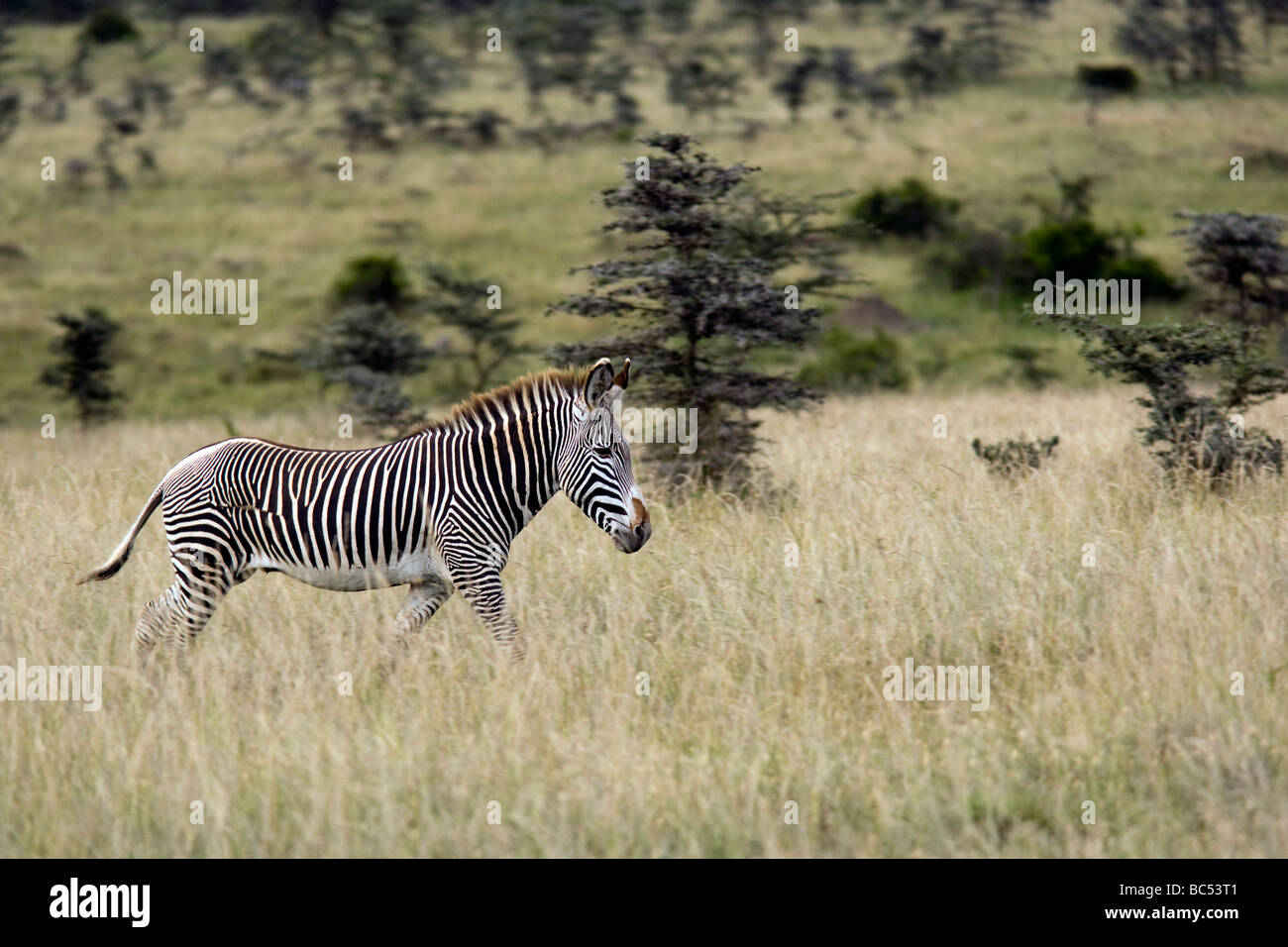 Le Zèbre de Grévy - El Karama Réserve privée - District de Laikipia, Kenya Banque D'Images