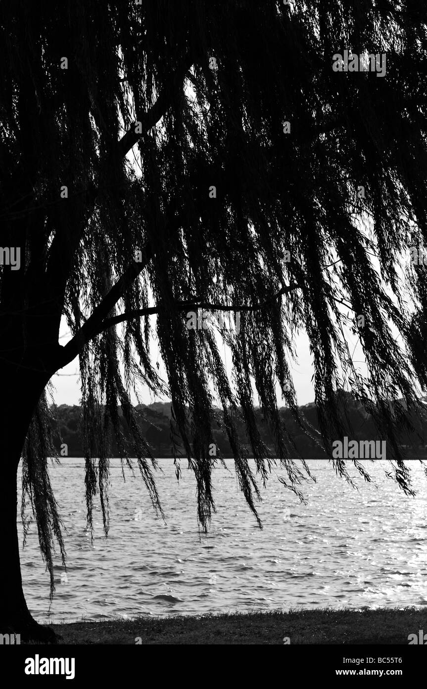 Ligne de saules des rives de la Rivière Potomac. Banque D'Images