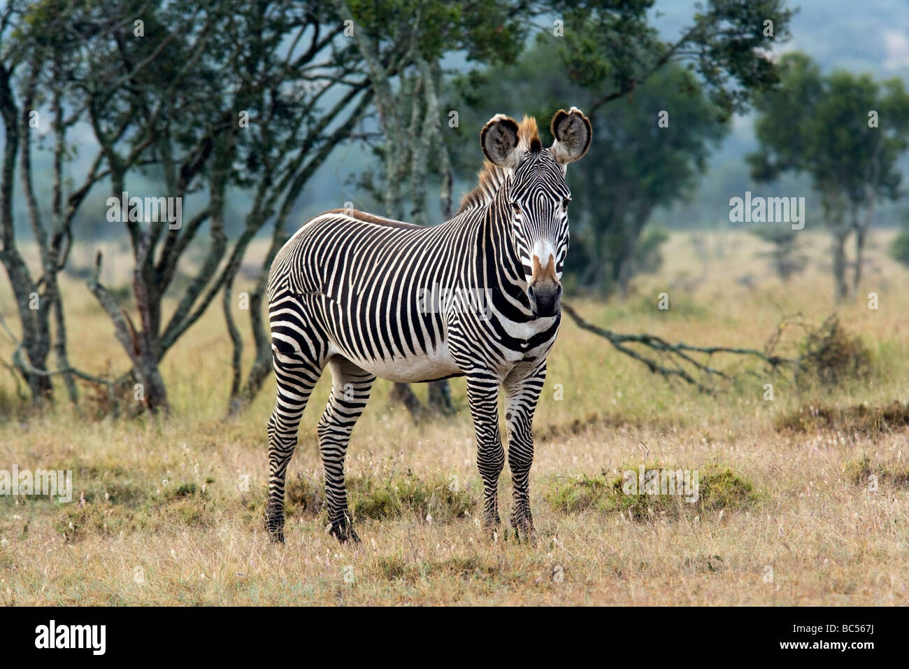 Le Zèbre de Grévy - El Karama Réserve privée - District de Laikipia, Kenya Banque D'Images