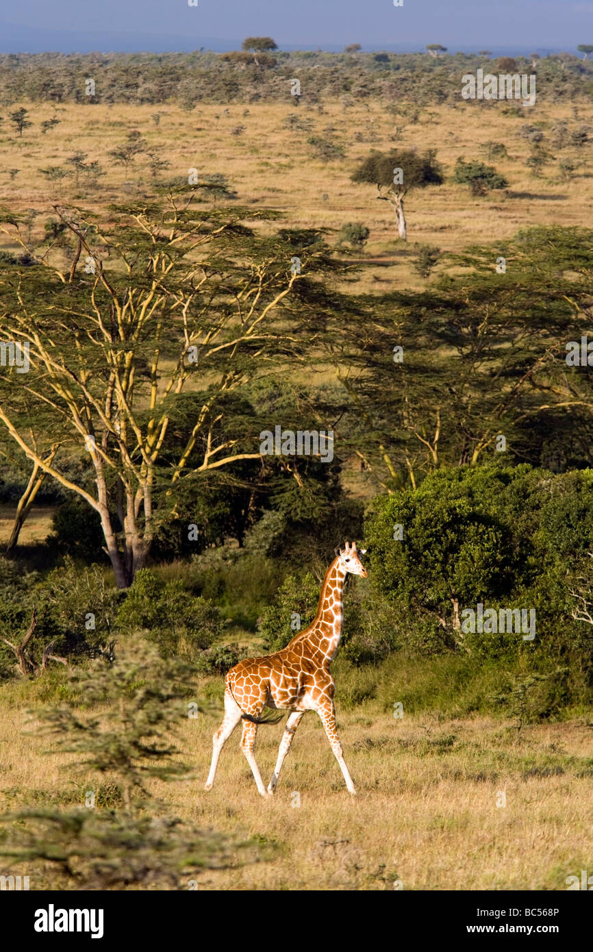 Giraffe réticulée dans le paysage - El Karama Réserve privée - District de Laikipia, Kenya Banque D'Images
