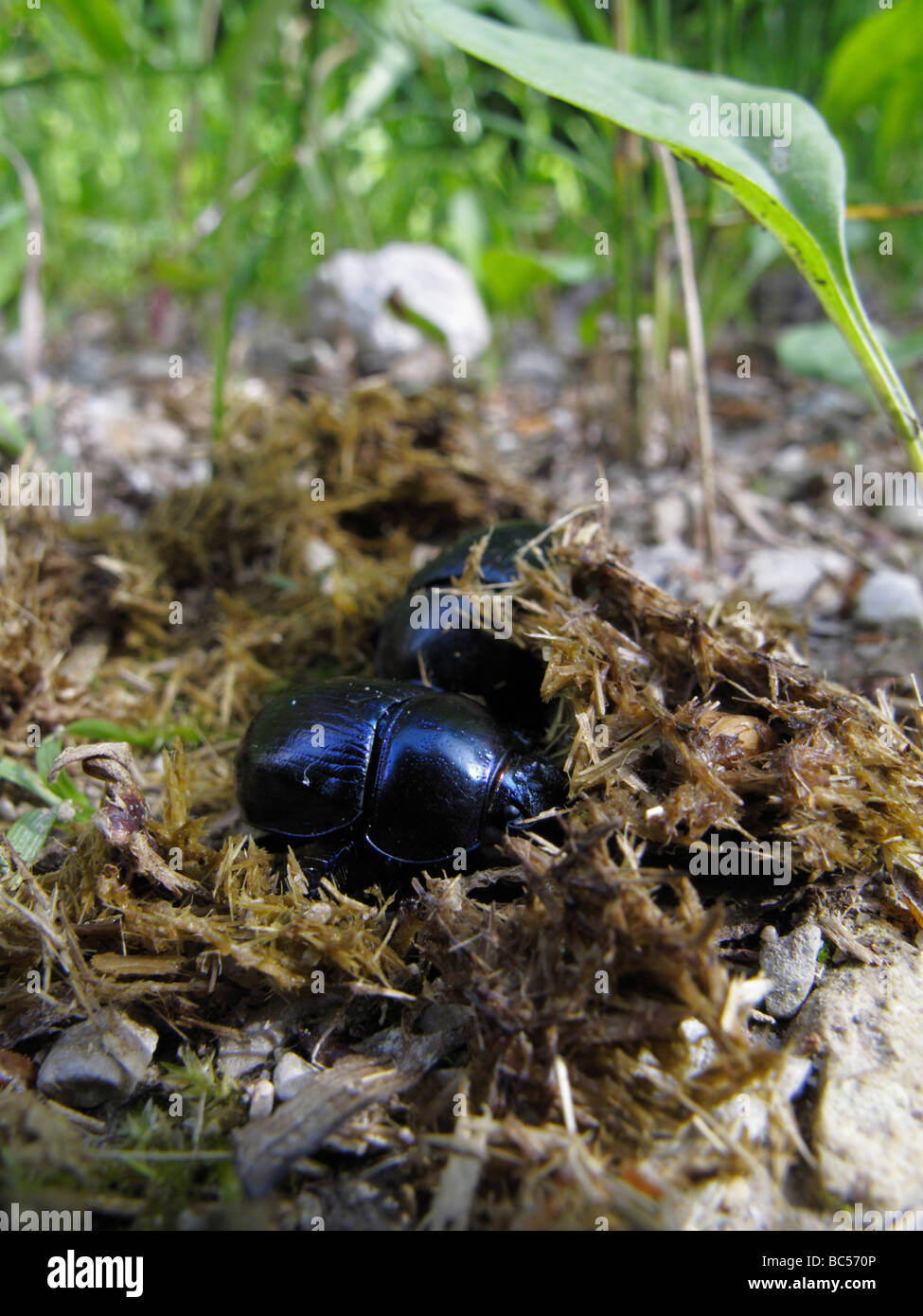 Les coléoptères (Geotrupes stercorarius Dor ou Anoplotrupes stercorosus) creuser dans le fumier de cheval. Banque D'Images