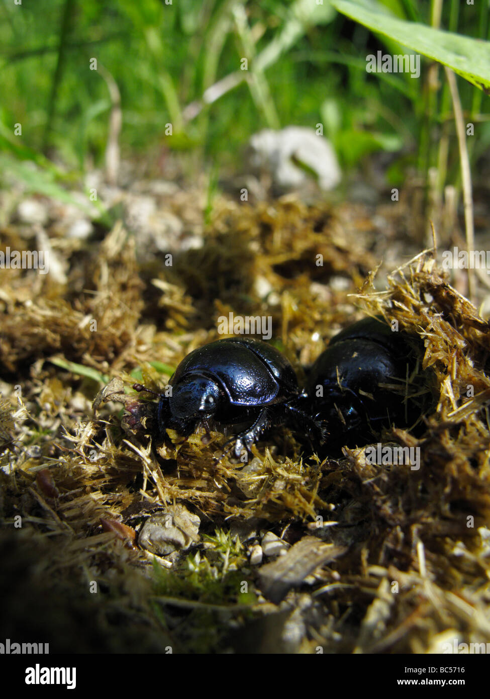 Les coléoptères (Geotrupes stercorarius Dor ou Anoplotrupes stercorosus) creuser dans le fumier de cheval. Banque D'Images