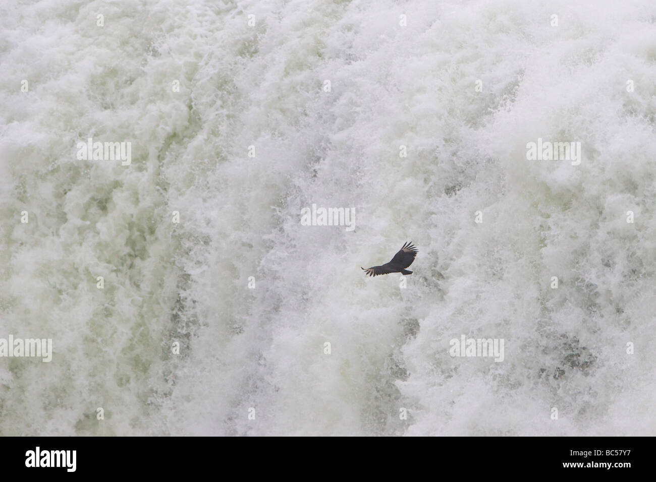 Un vautour noir glisse au-delà de la cascade de la Gorge du Diable (Garganta del Diablo, Garganta do Diabo) à Chutes d'Iguazu. Banque D'Images