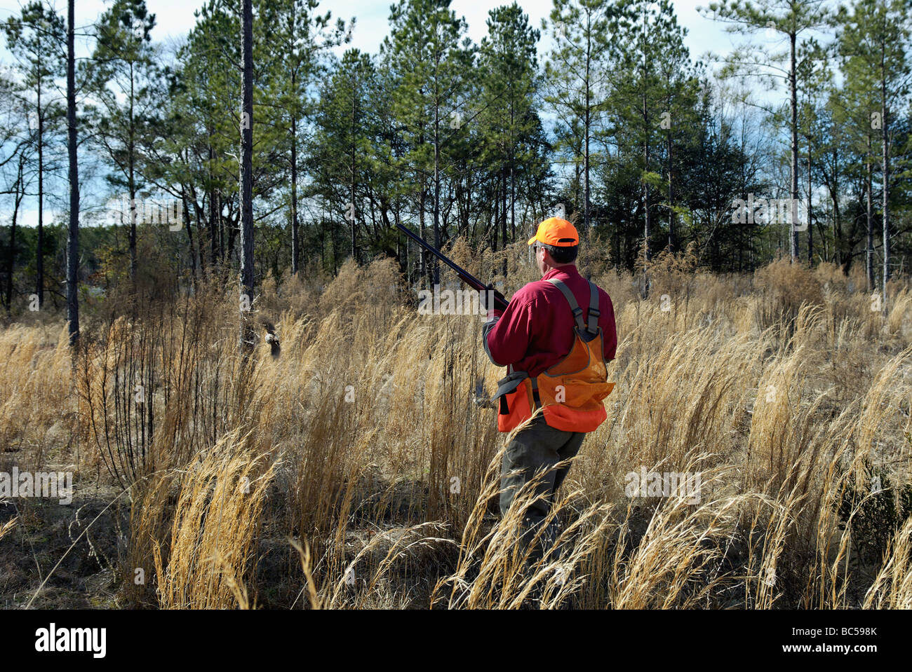 Chasseur d'oiseaux des hautes terres et des colins de rinçage dans le Piney Woods de la Géorgie Banque D'Images