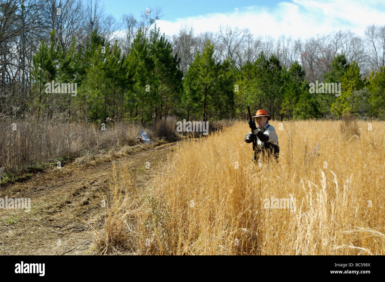 Chasseur d'oiseaux des hautes terres et des colins de rinçage dans le Piney Woods de la Géorgie Banque D'Images