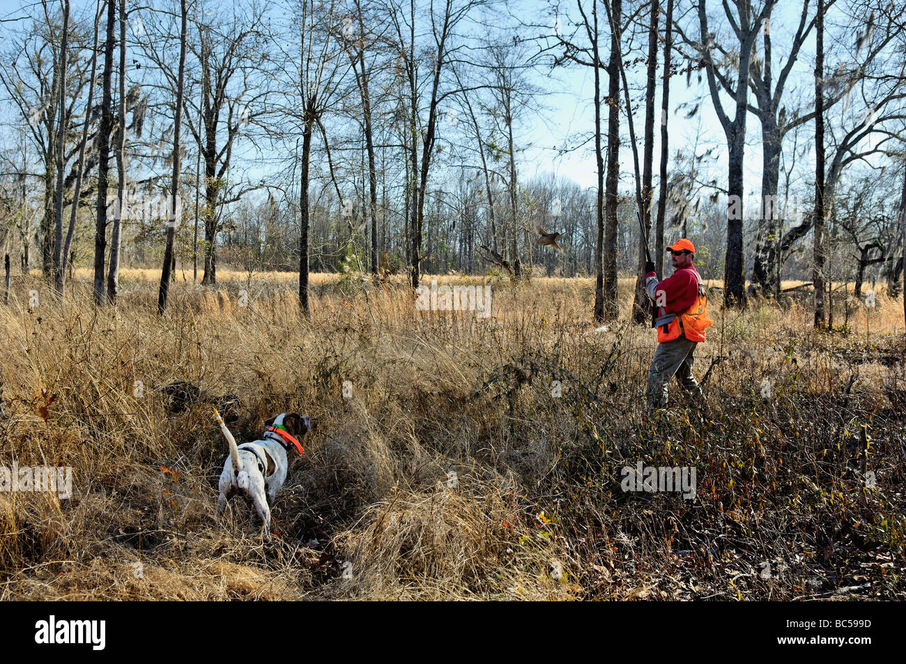 Chasseur d'oiseaux des hautes terres Pointer Anglais et le rinçage des colins dans le Piney Woods de la Géorgie Banque D'Images