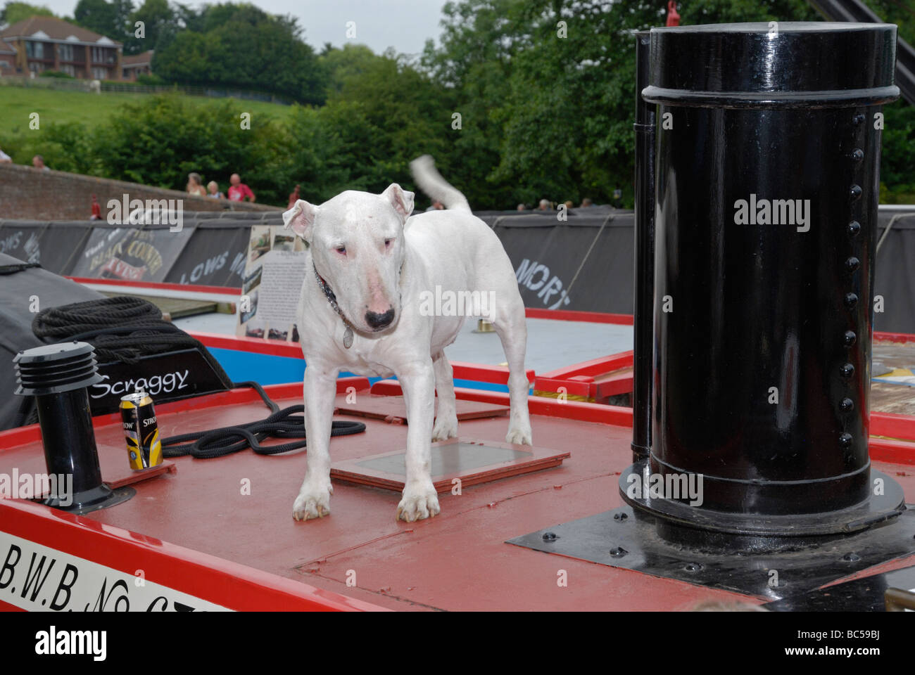 Un bull-terrier anglais sur le toit d'un grand classique. Marina Braunston, Northamptonshire, Angleterre. Banque D'Images