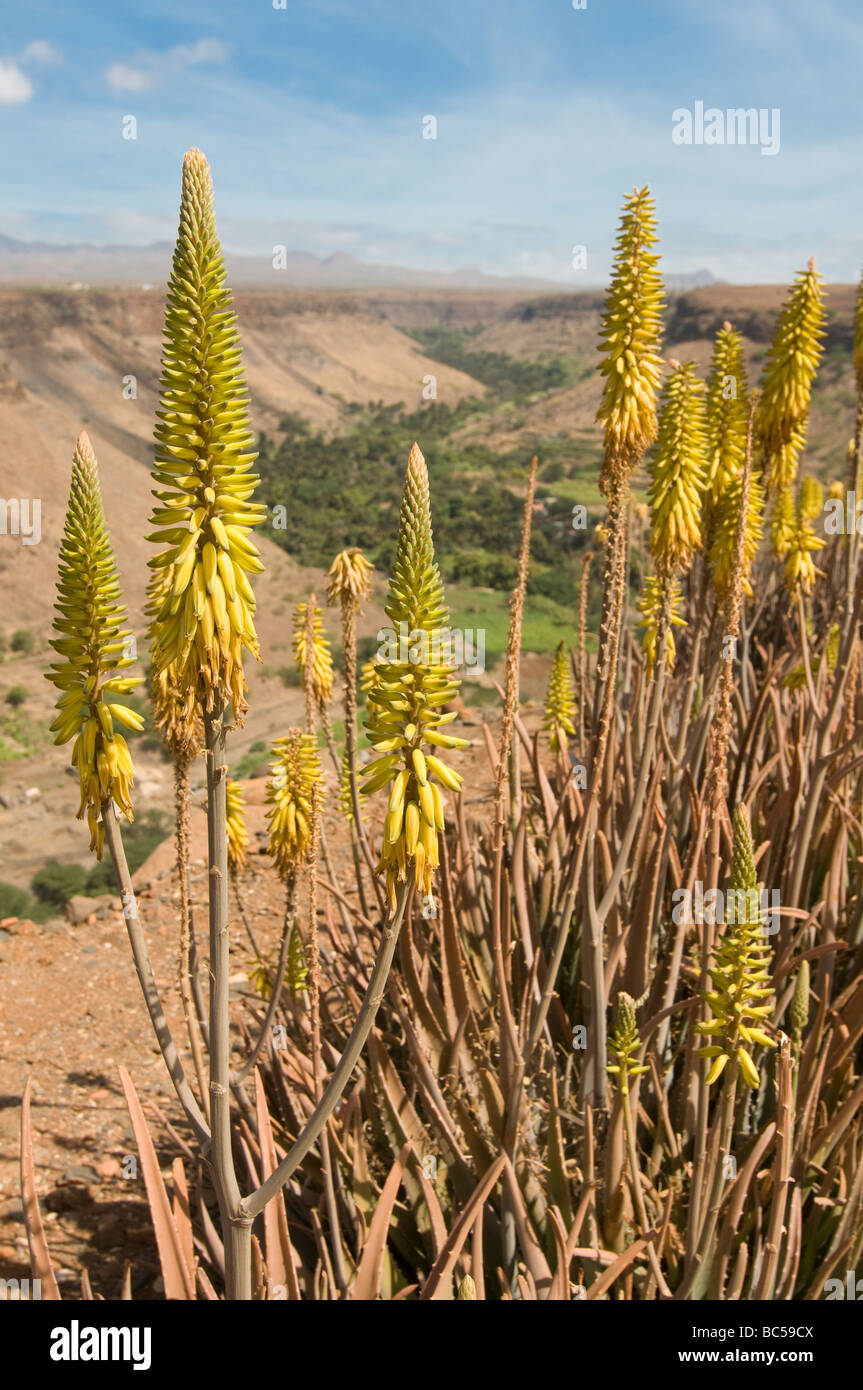 Vue sur vallée et fleurit Ciudad Velha Cidade Velha Santiago Cabo Verde Sud Banque D'Images