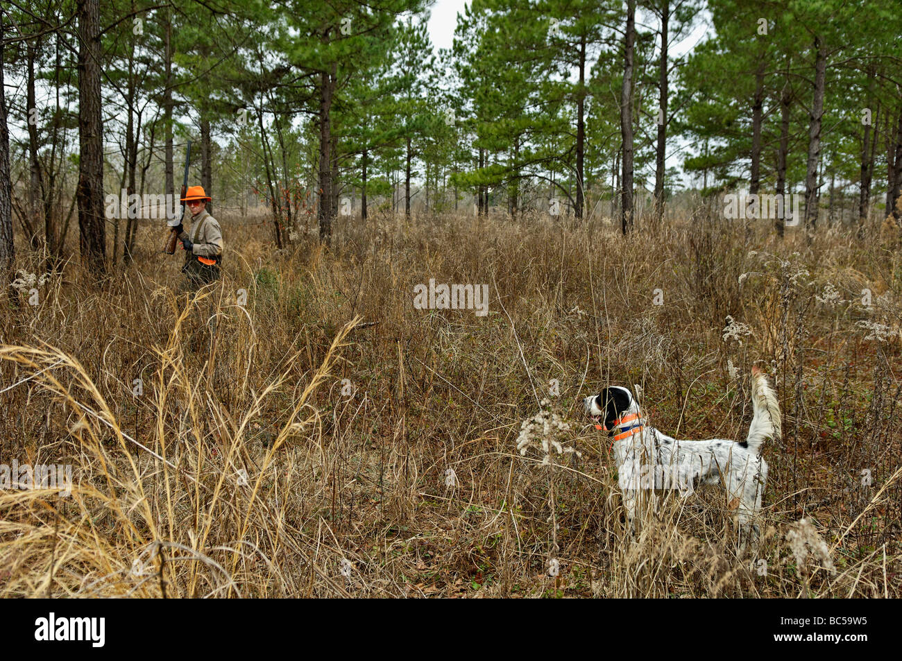 Setter anglais sur Point et Colin Hunter en déménagement pour rincer les oiseaux dans le Piney Woods de la Géorgie Banque D'Images