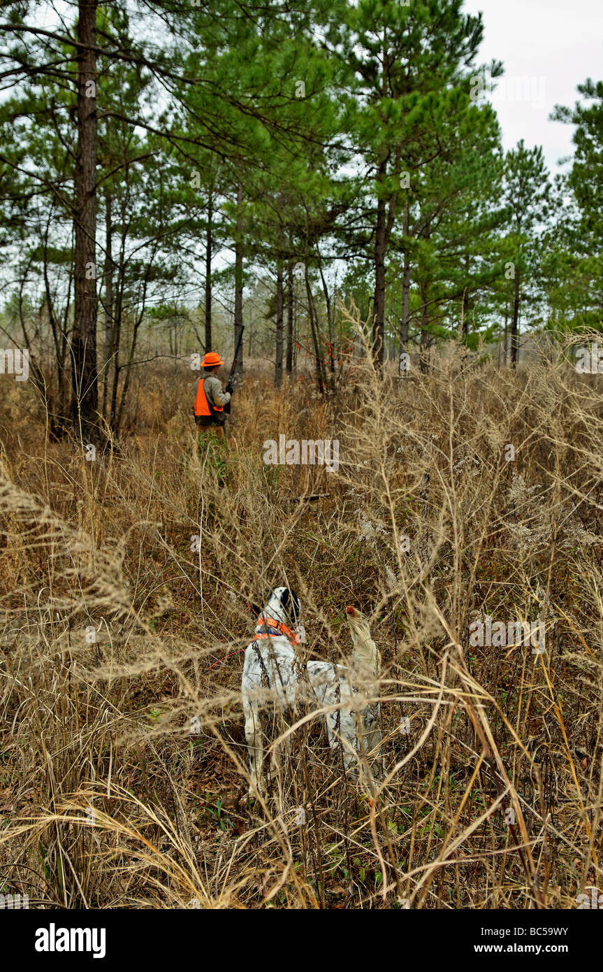 Setter anglais sur Point et Colin Hunter en déménagement pour rincer les oiseaux dans le Piney Woods de la Géorgie Banque D'Images
