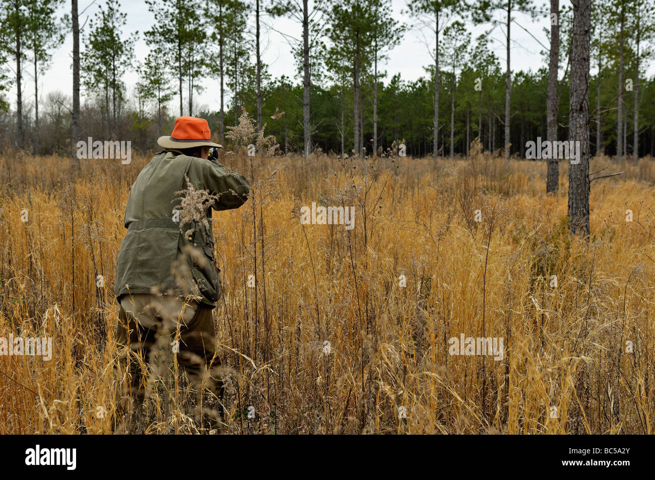Chasseur d'oiseaux des hautes terres se balançant son fusil de chasse sur Colins à Piney Woods de la Géorgie la séquence 1 de 3 Banque D'Images