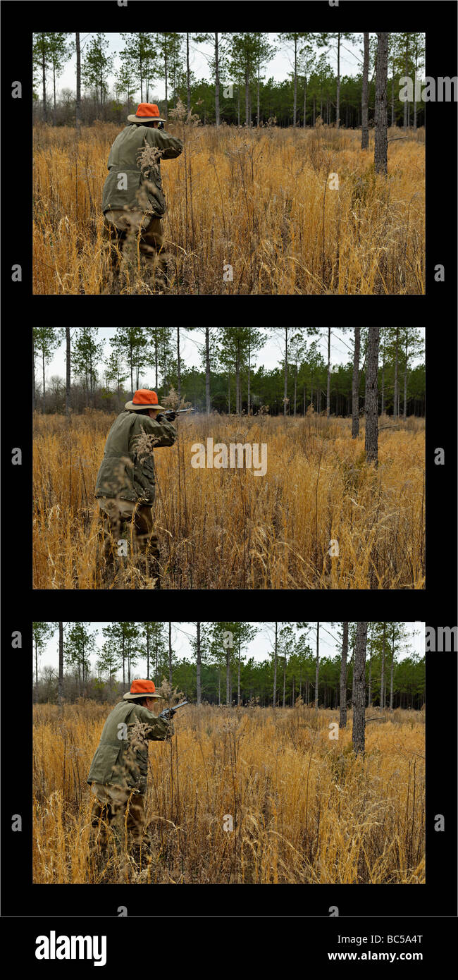Séquence de tir Hunter des Colins de rinçage dans le Piney Woods de la Géorgie Banque D'Images