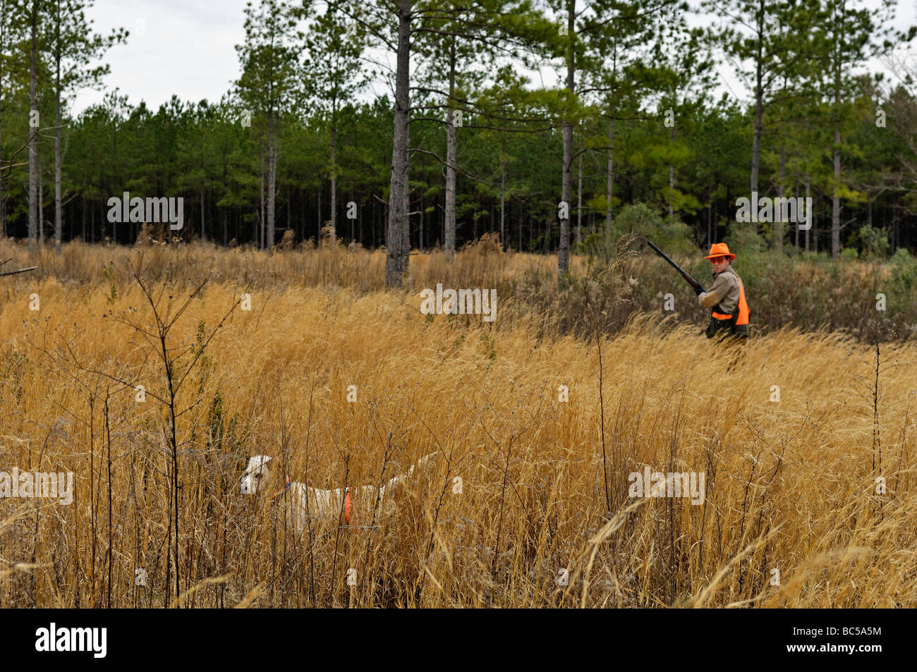 Setter anglais sur Point et Colin Hunter en déménagement pour rincer les oiseaux dans le Piney Woods de la Géorgie Banque D'Images
