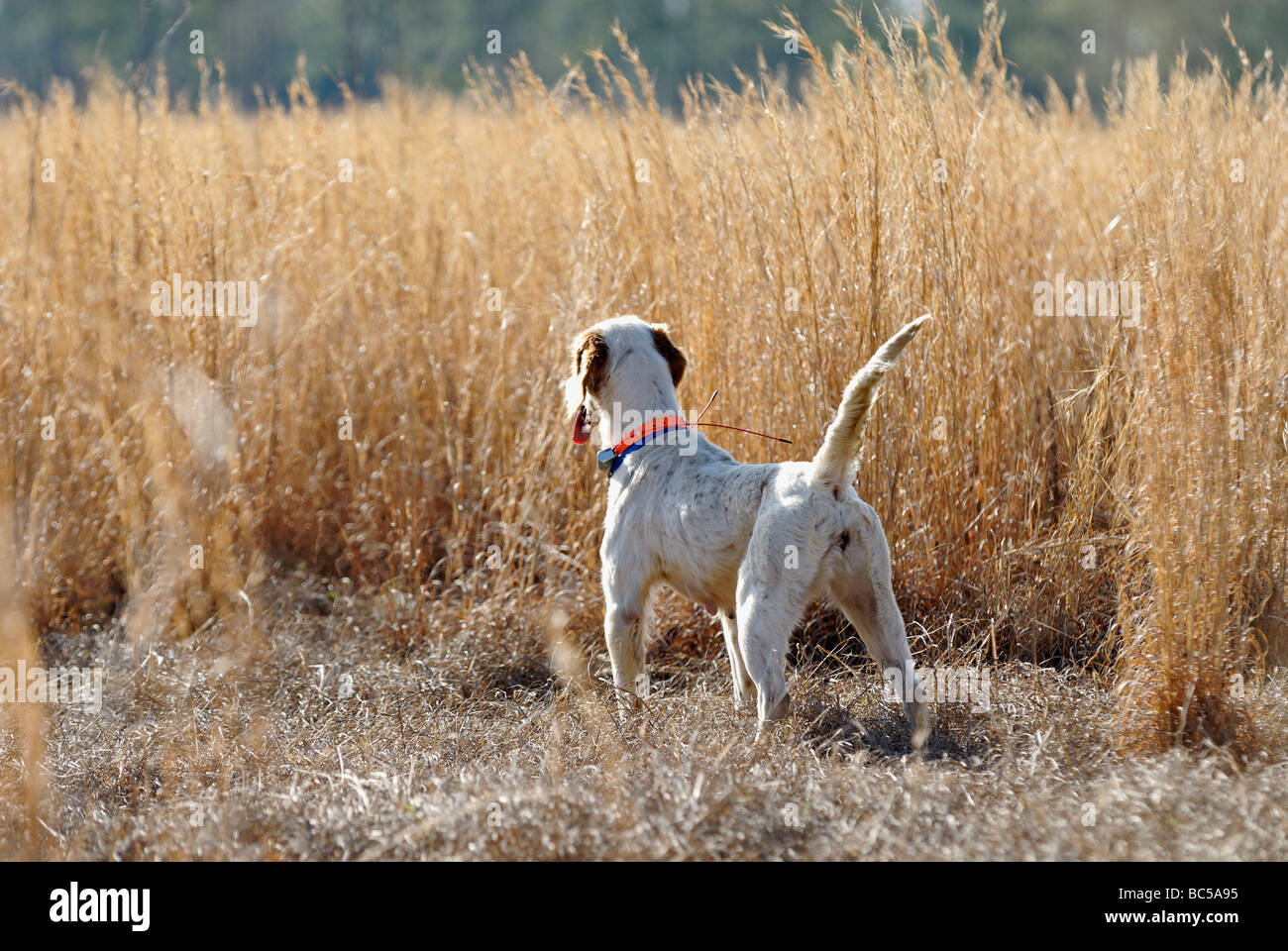 Setter anglais sur le point au cours de Colins Hunt dans le Piney Woods de la Géorgie Banque D'Images