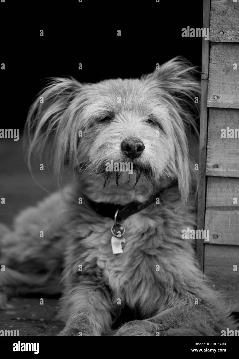 Mignon, doux, inhabituel chien k9 dans une posture détendue avec des oreilles adorables tout en étant alerte et attrayant comme le meilleur ami de l'homme Banque D'Images