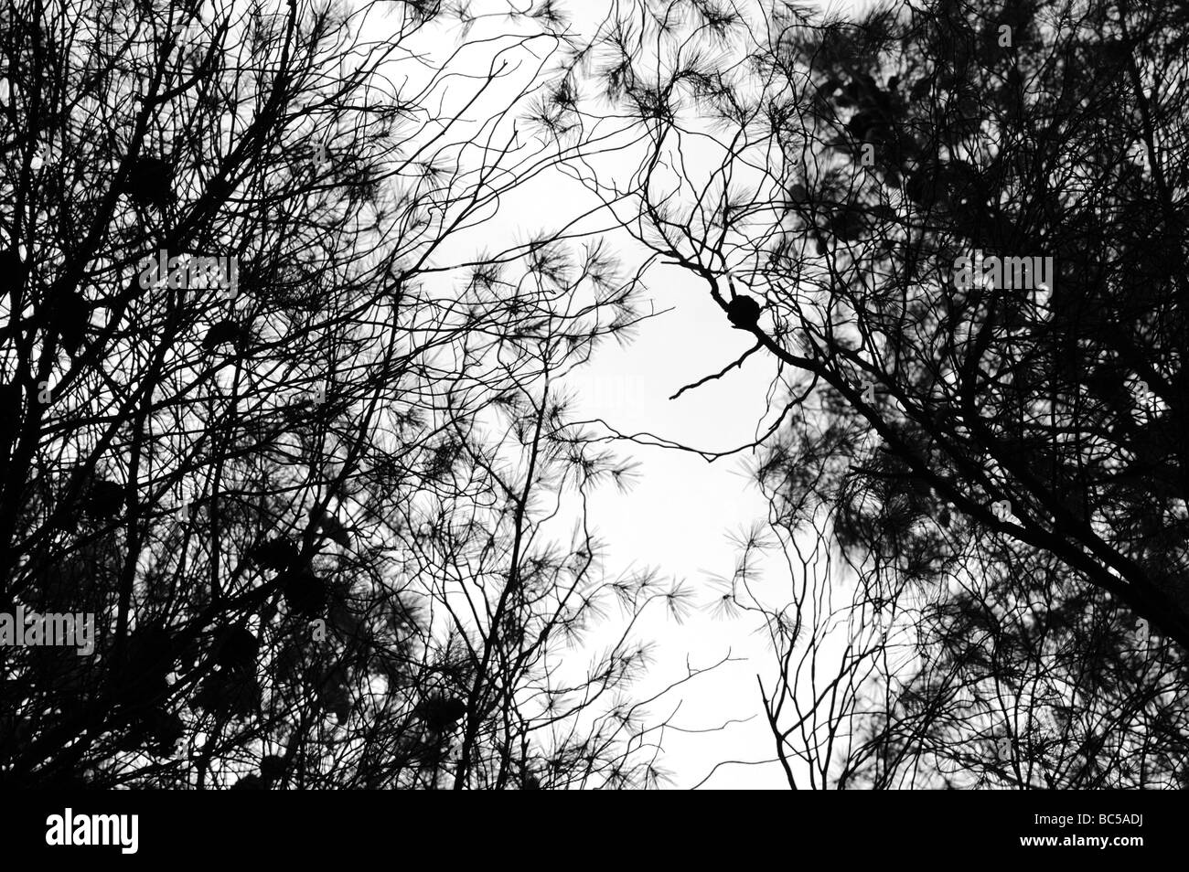 Les branches d'arbre de pin. Noir et blanc. Banque D'Images