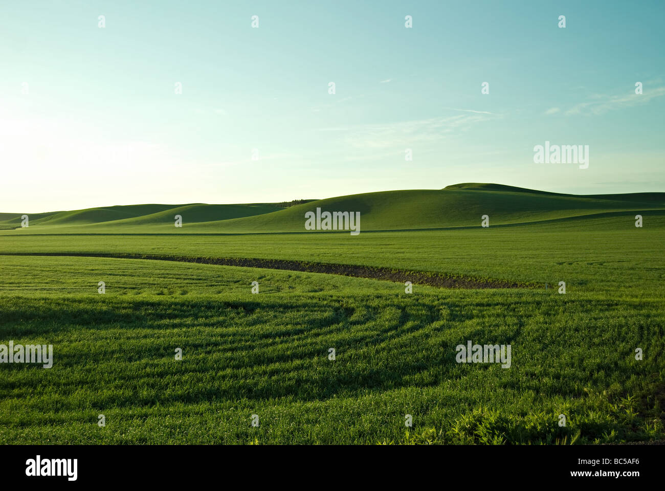 Champ de blé vert Banque D'Images
