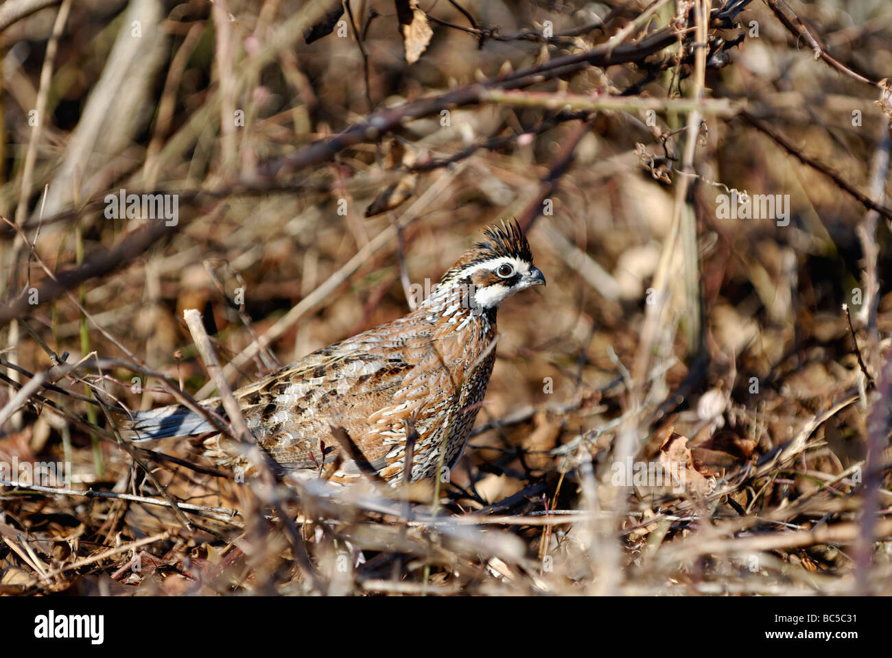 Colins à Thicket Banque D'Images