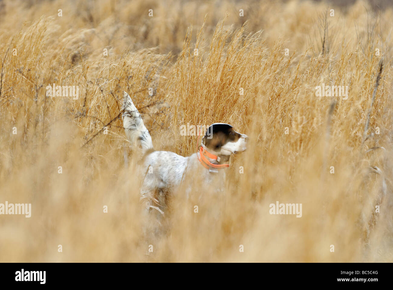 Setter anglais sur le point au cours de Colins Hunt dans le Piney Woods de la Géorgie Banque D'Images