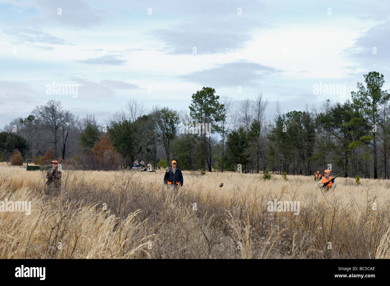 Guide des chasseurs et de rinçage au cours de caille Colins Hunt dans le Piney Woods de la Géorgie Banque D'Images