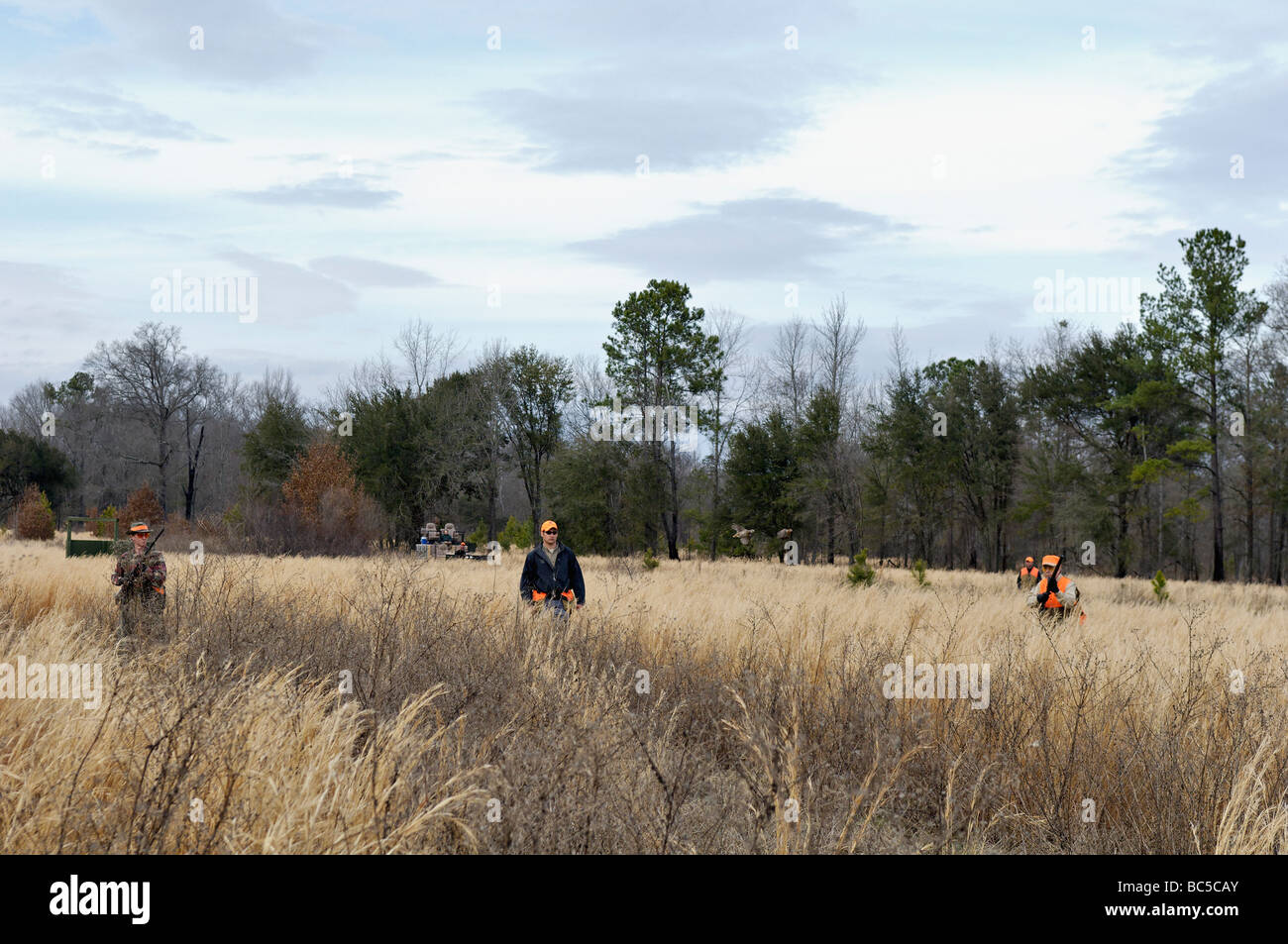 Guide des chasseurs et de rinçage au cours de caille Colins Hunt dans le Piney Woods de la Géorgie Banque D'Images