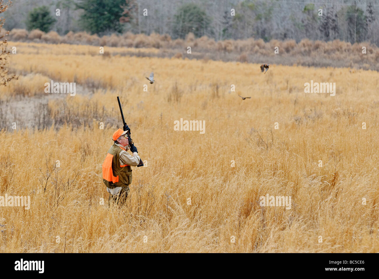 Chasseur d'oiseaux des hautes terres et des cailles de rinçage pendant des colins de chasser dans le Piney Woods de la Géorgie Banque D'Images