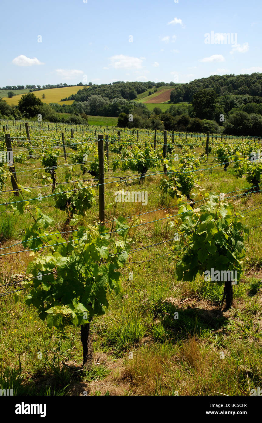 The Broadfield Court Estate et les vignes de vins anglais Bodenham Herefordshire Angleterre UK Banque D'Images