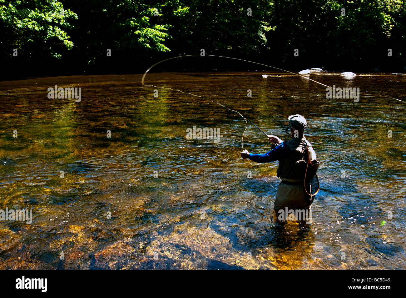 Pêcheur de mouche de patauger dans un ruisseau au printemps. Banque D'Images