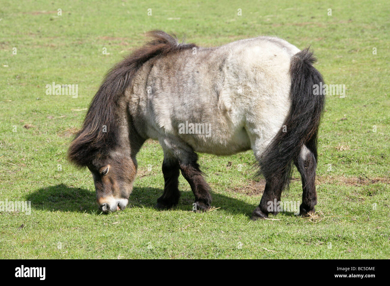 Poney Shetland, Equus caballus, équidés, Perissodactyla Banque D'Images