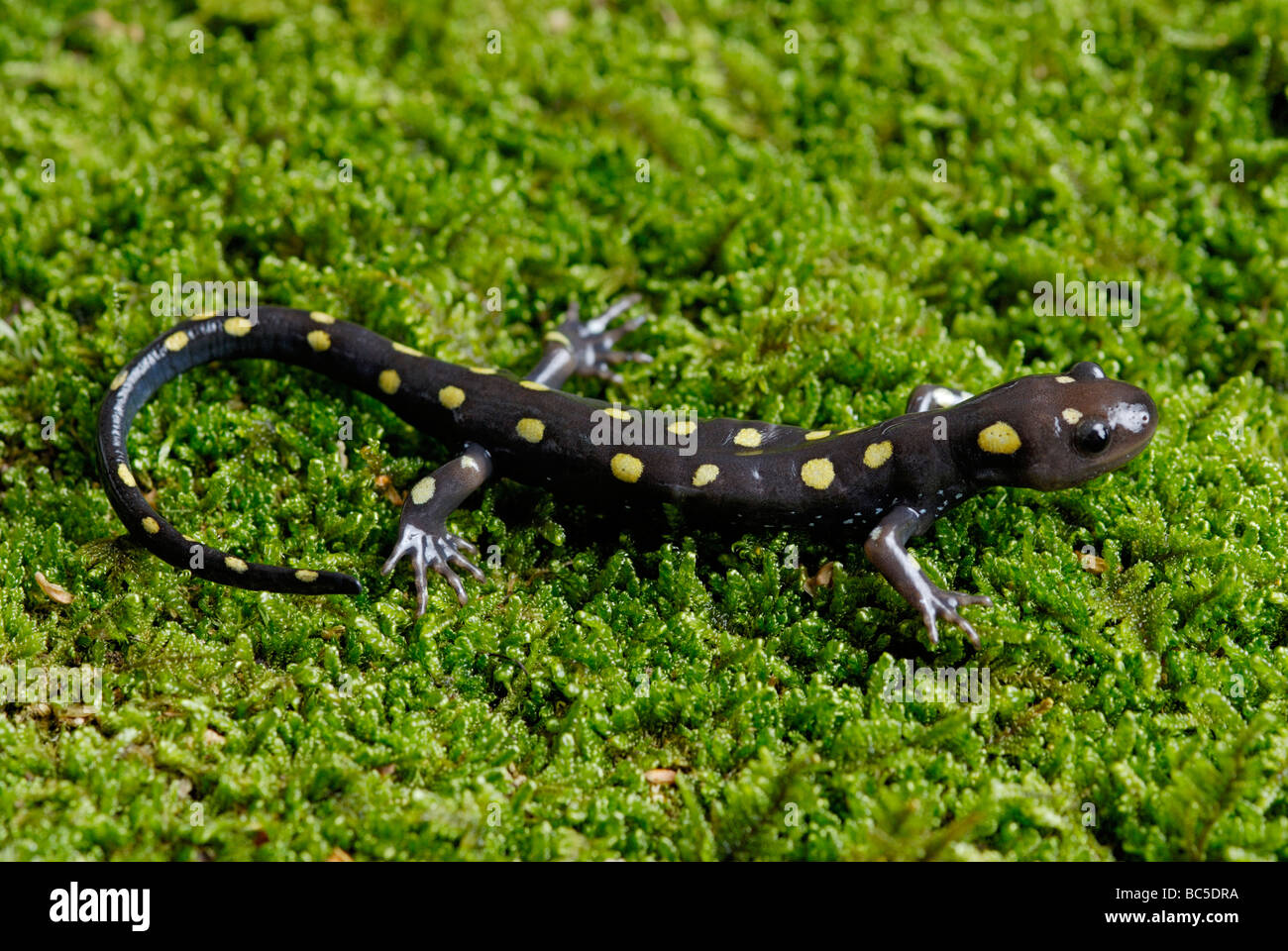 Salamandre maculée, Ambystoma maculatum, sur la mousse. Banque D'Images