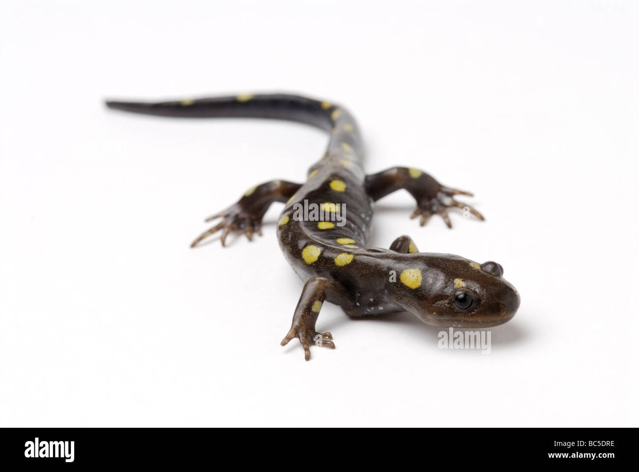 Salamandre maculée, Ambystoma maculatum. Banque D'Images