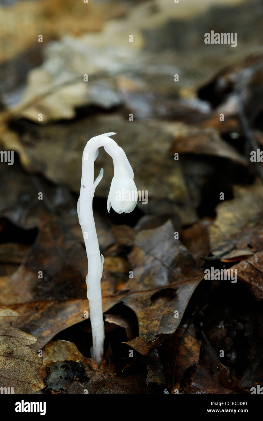 Indian pipe, Monotropa uniflora, d'une circonstance exceptionnelle, non photosynthétiques plante parasitaire. Banque D'Images